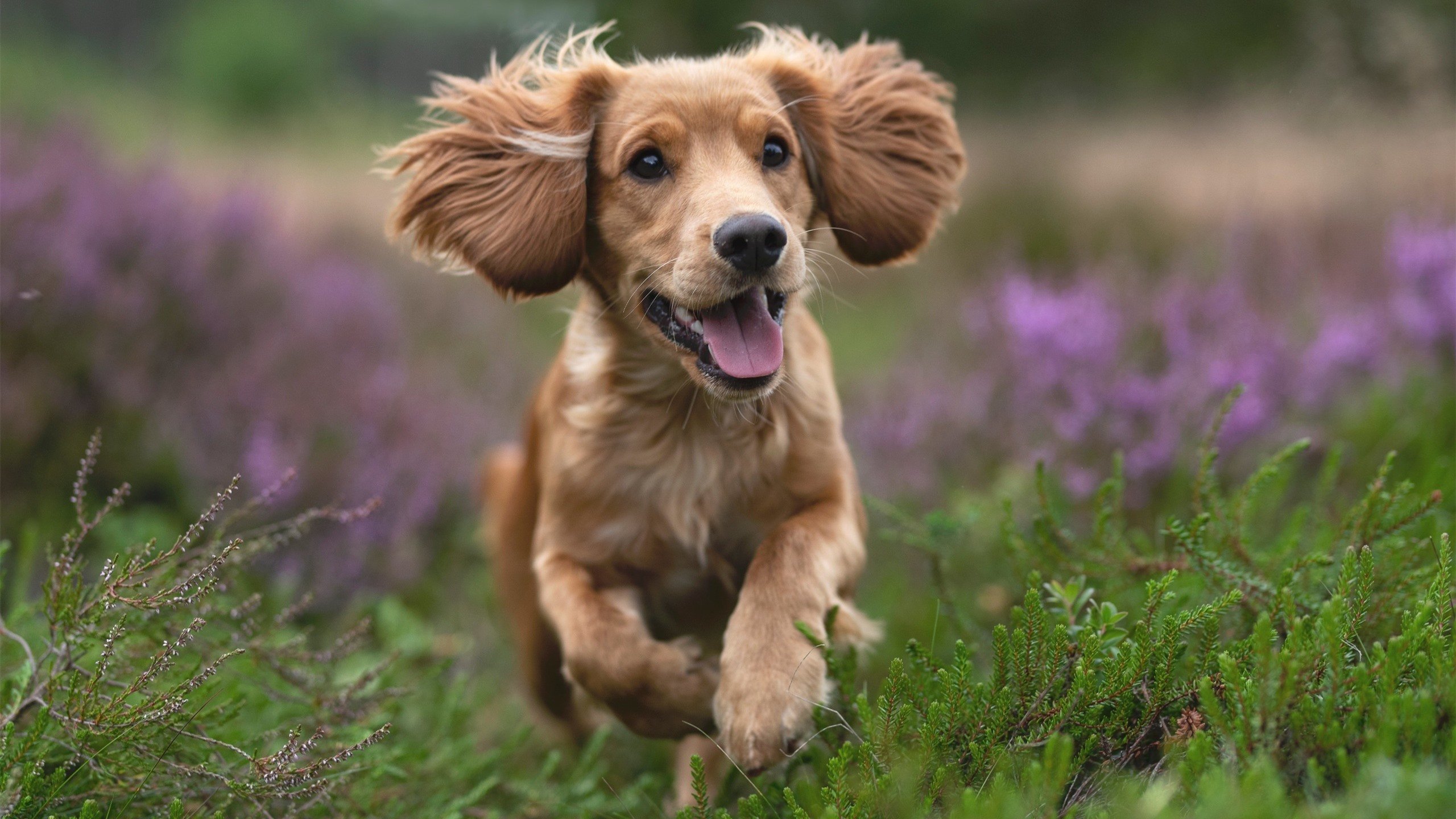 星空远征，当火箭队携未来之火，燎过传统火炬的原野