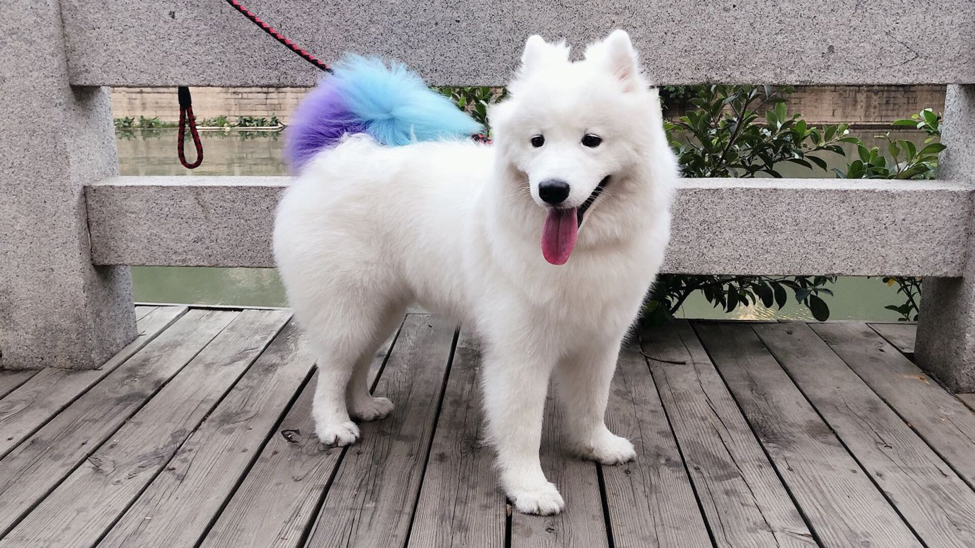 东方之夜的双重震撼，马来西亚绝杀德国与辛杜惊艳四座的启示