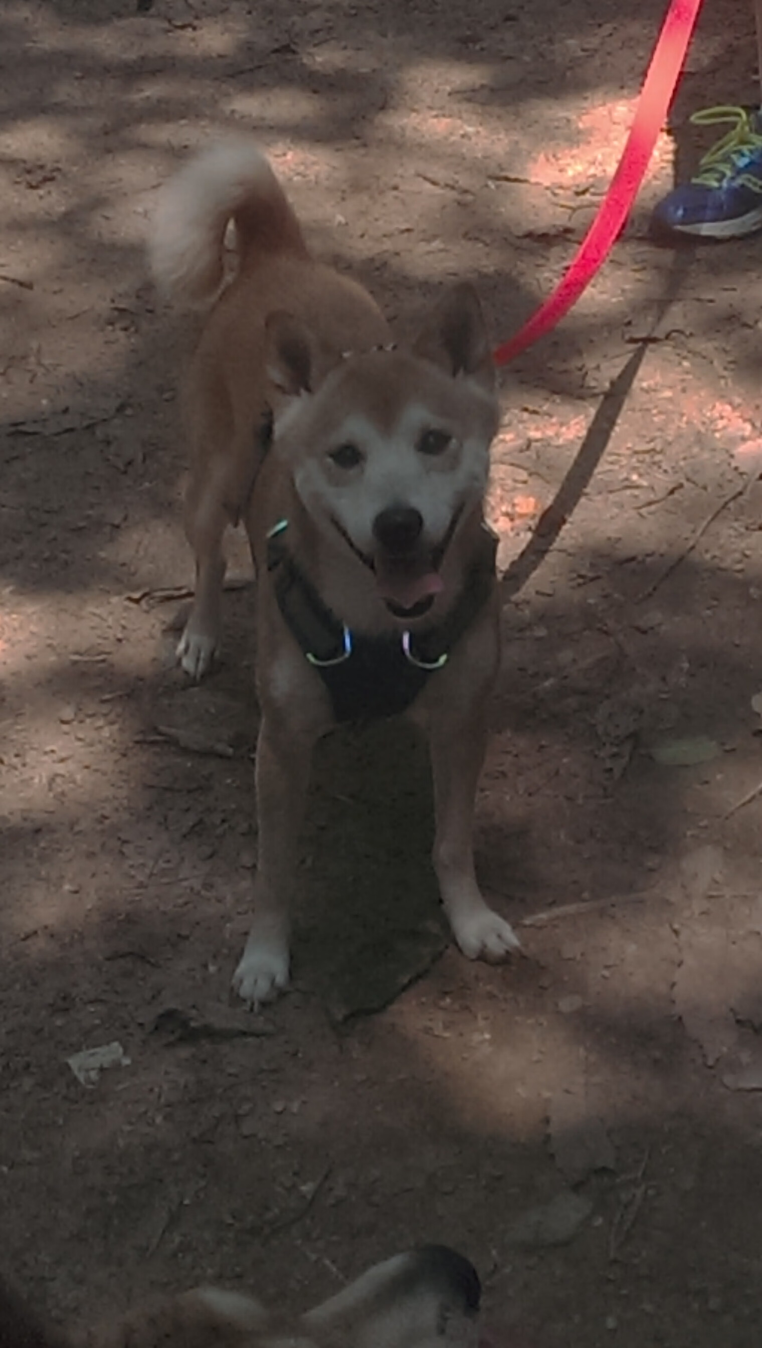 新潮碾压传统,当联合杯的热潮让温网黯然,鲁德用灵魂点燃赛场