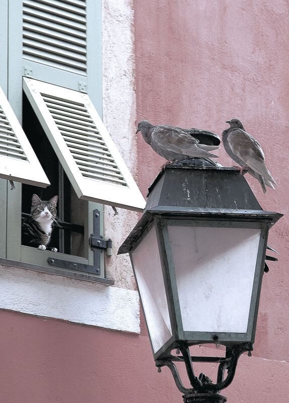 破晓,当萨拉赫以肩为阶,扛起塞内加尔的黎明 记一场改写历史的力克