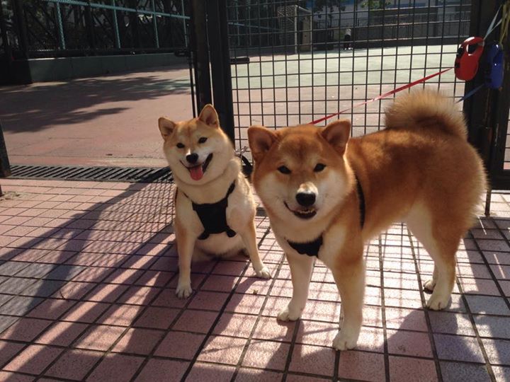 爱游戏在线-哈弗茨独挑大梁，阿森纳客场力克日本冠军