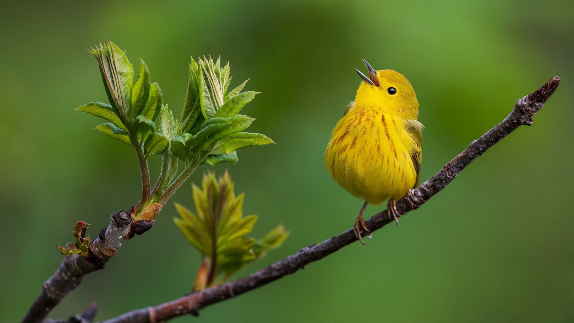 洲际对话中的德国星光，当穆勒的智慧点亮一场特殊的智澳之战