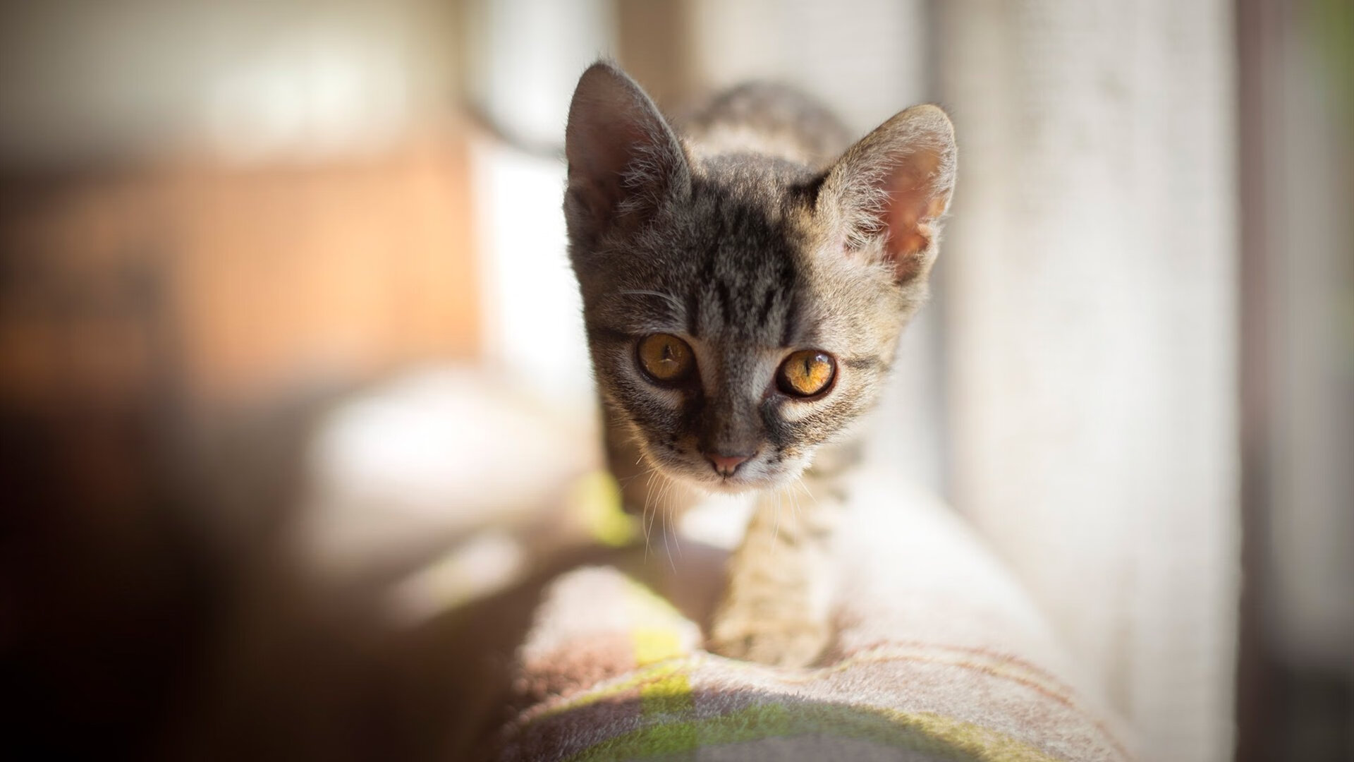 巨人觉醒，武切维奇舞台越大越强，独行侠破茧成蝶强势晋级