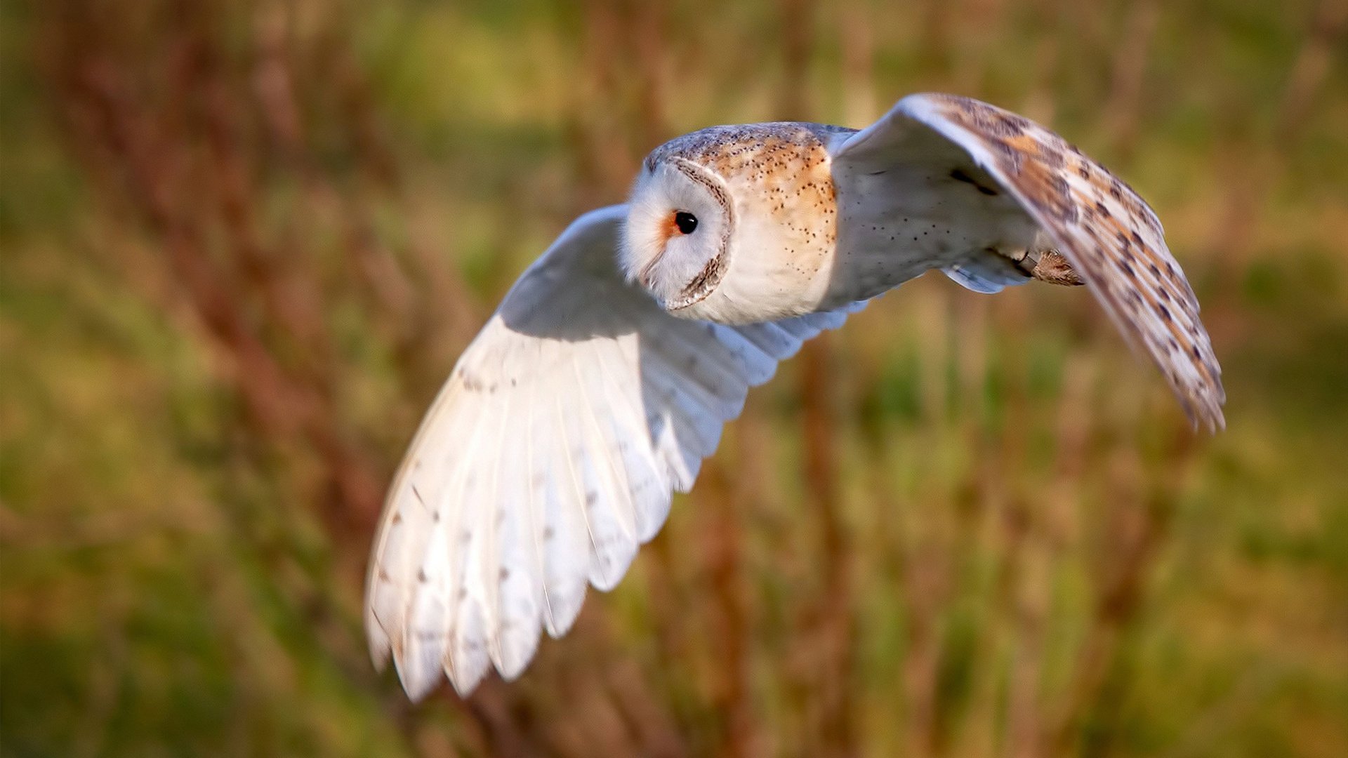 唯一性的双重奏，洪都拉斯征服曼联与奥纳纳的抢七神话