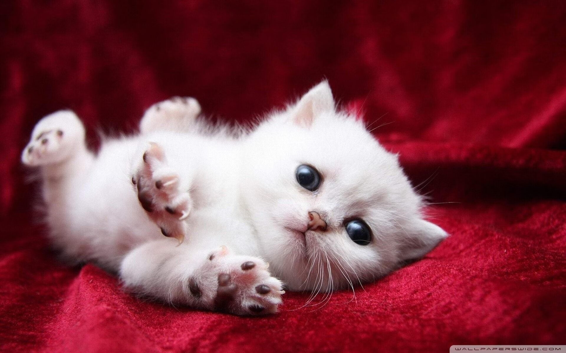 绞索与蓝图，灰熊如何用一场窒息式防守，为现代篮球写下残酷注脚