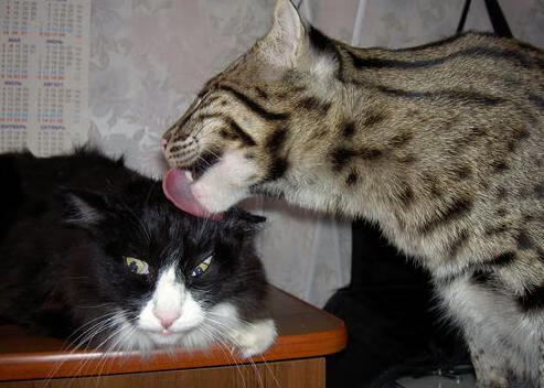 魔术利刃刺穿篮网,詹姆斯挥就关键绝唱