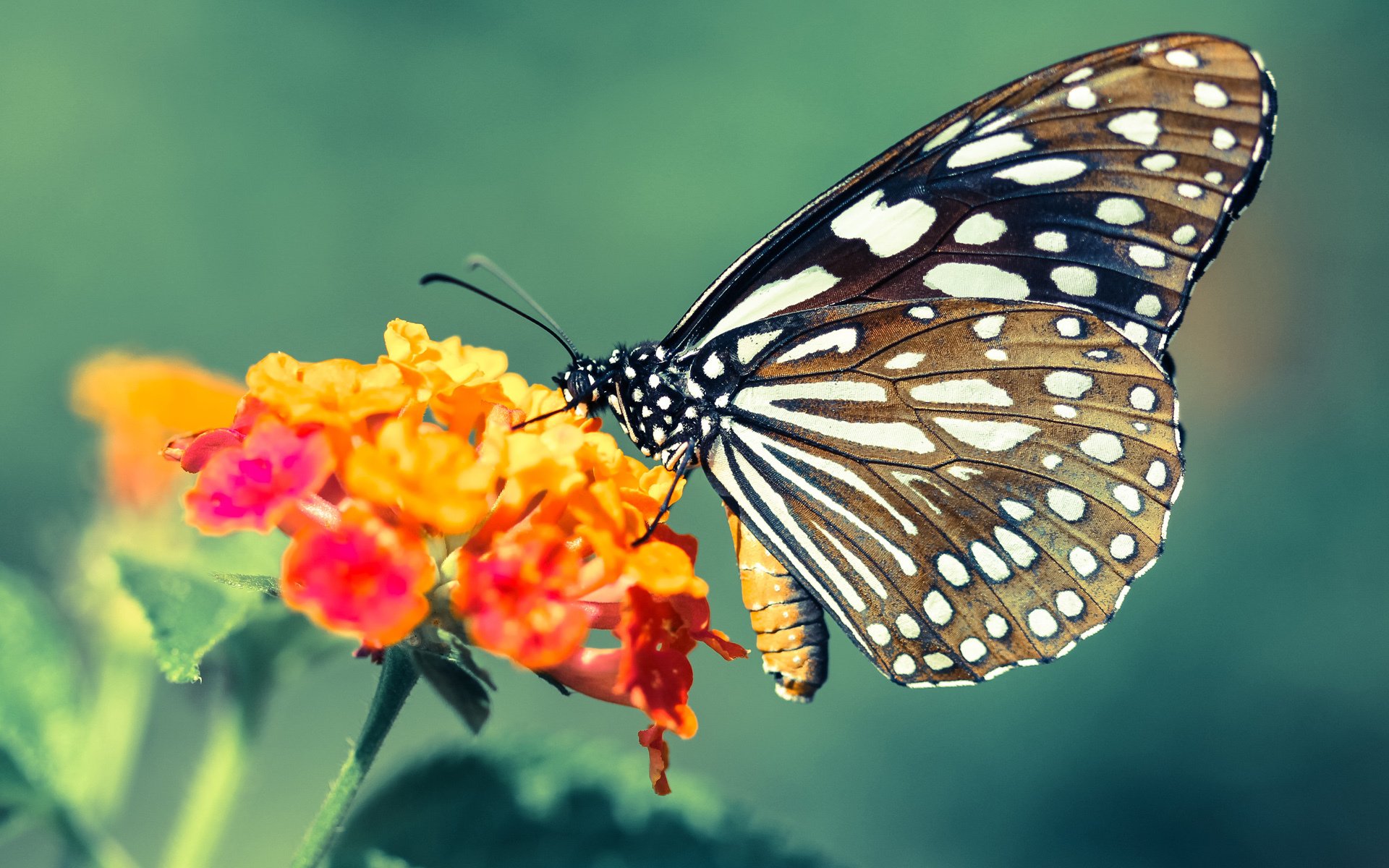 双面欧冠,内马尔交出完美答卷,拜仁用铁蹄踏碎黄黑之墙