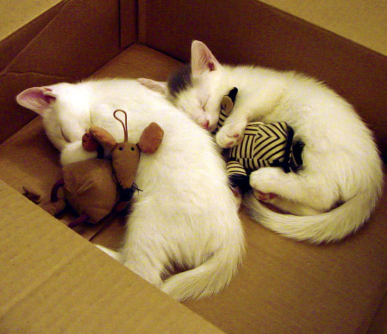 双面欧冠,内马尔交出完美答卷,拜仁用铁蹄踏碎黄黑之墙