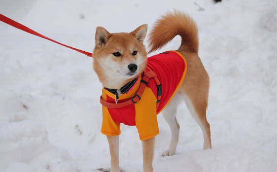 喧嚣之中听见真实的声音,抢七夜,塔图姆的寂静证明