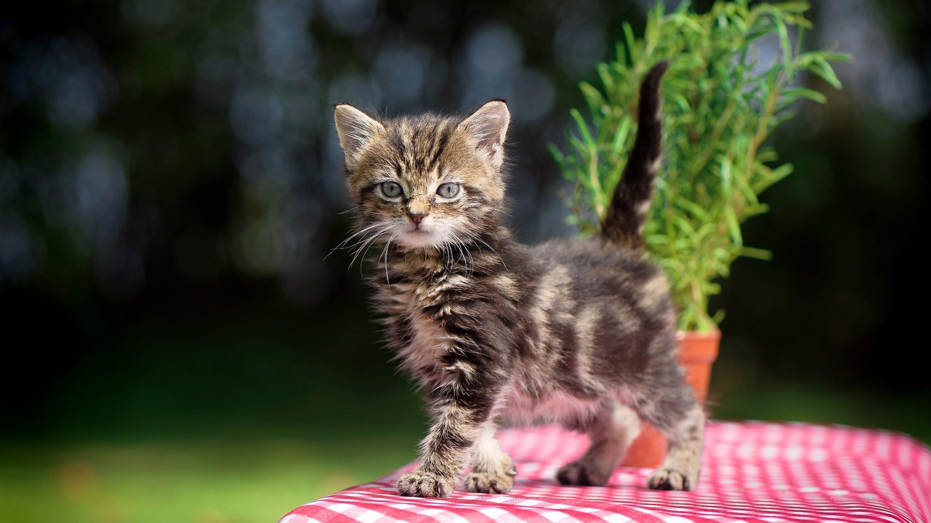 跨界双冠王，当篮球场血战遇上赛道轰鸣，西亚卡姆如何统治两个世界？