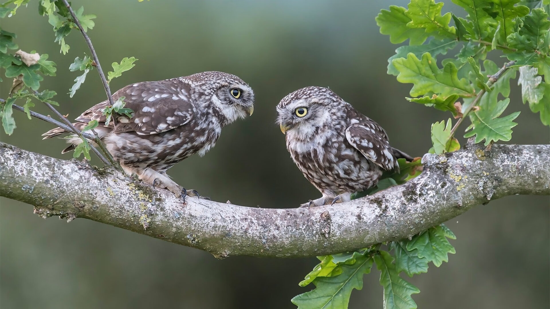 跨界双冠王，当篮球场血战遇上赛道轰鸣，西亚卡姆如何统治两个世界？