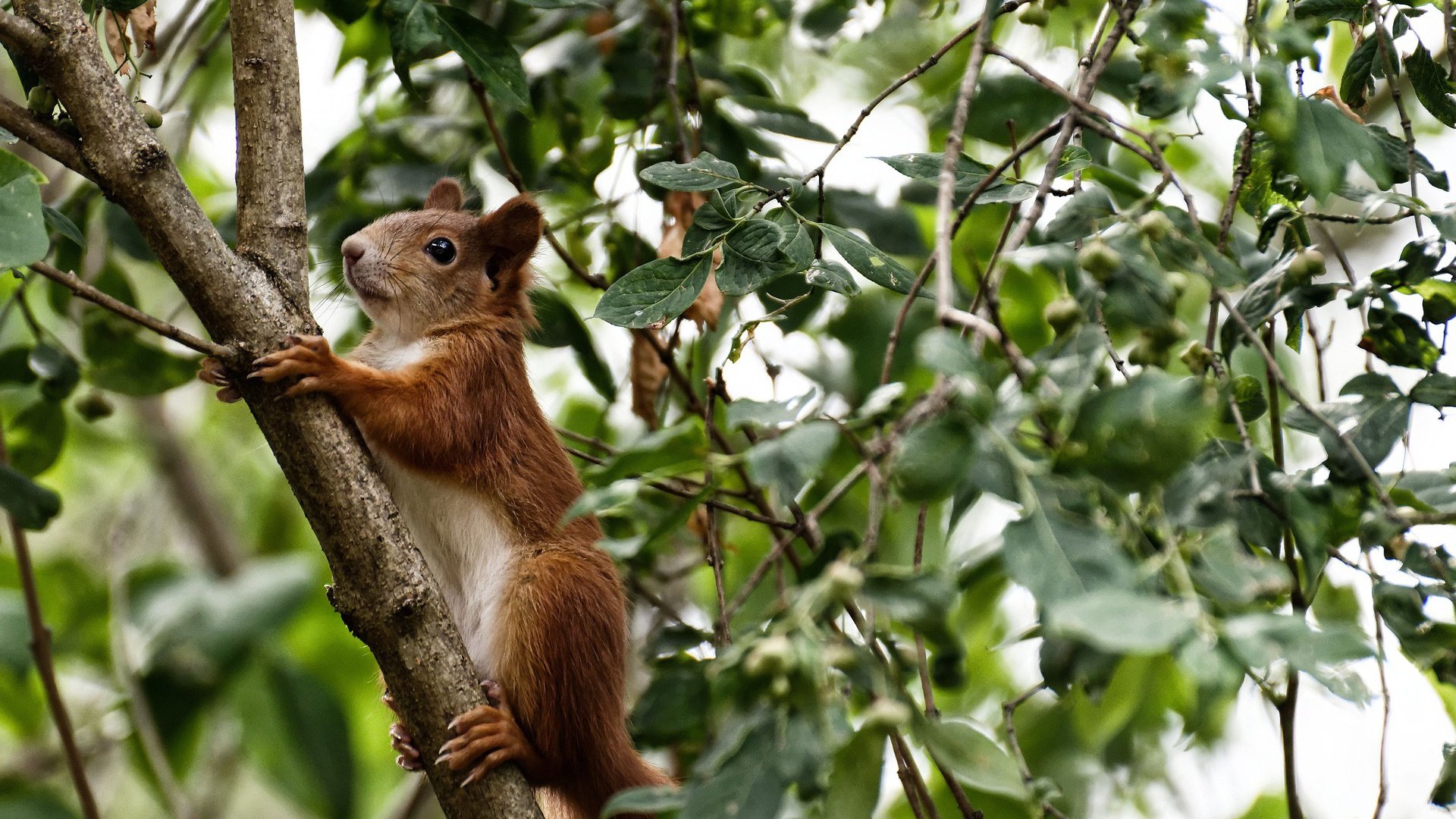 双城记,利拉德冰雪密尔沃基爆发,北京男篮热浪中强势猎鹰