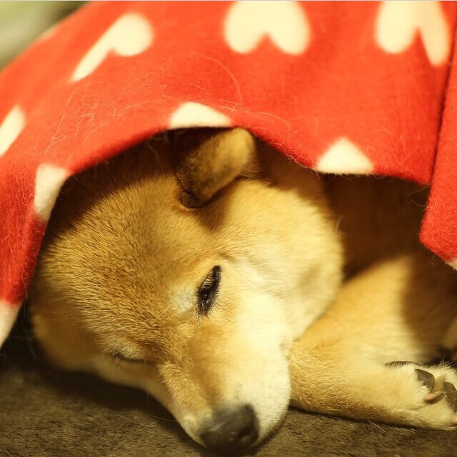 足球基因的双重螺旋，巴尔韦德如何成为绿茵场的唯一解