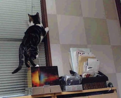 撕裂与审判，莫兰特如何用一次突破为湖人拉开单节狂潮