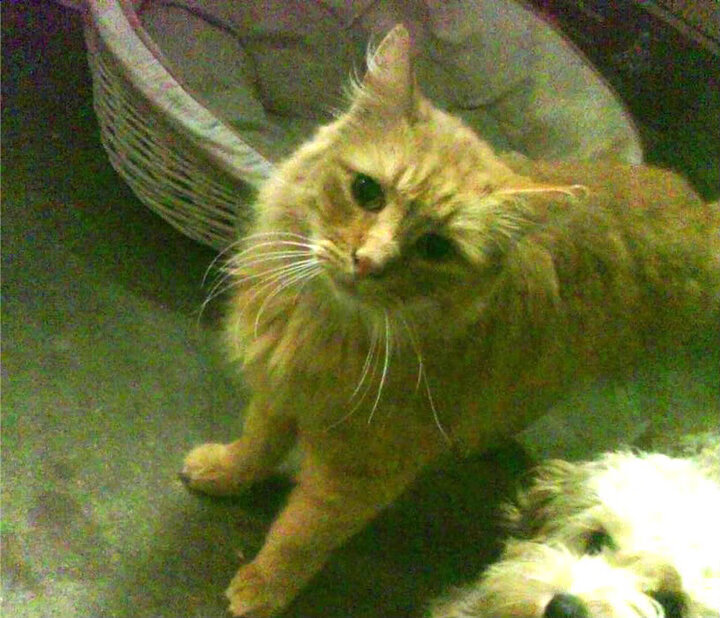 孔德统治级数据引领荷兰3-0完胜英格兰，欧洲杯前景一片光明