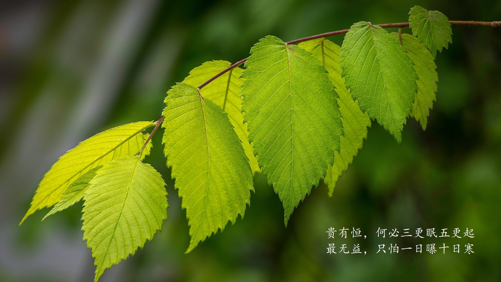 布拉格之夜的绿茵奇迹，当捷克铁骑踏碎桑巴舞步，努涅斯以一己之力改写了2026世界杯的史诗篇章
