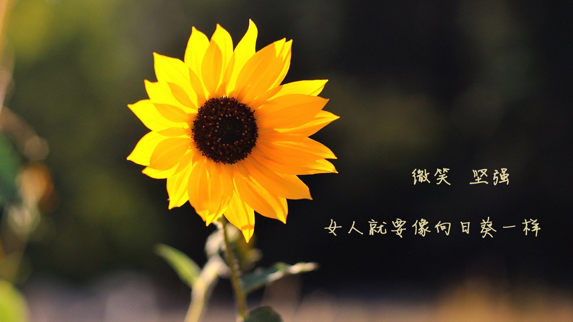 一剑封喉，2026世界杯半决赛，法国闪电战横扫奥地利，费利克斯引领反击风暴
